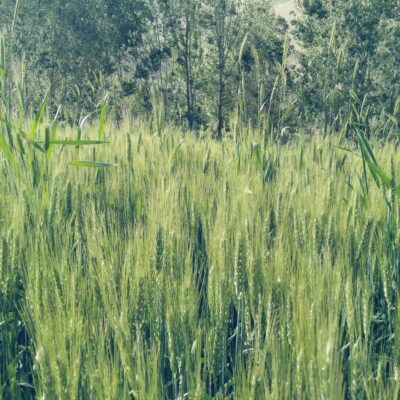 “The Audacity of Rest” | Shuddhashar